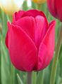 Pink tulip.jpg