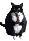 Businesscat.png