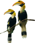 Hornbills.png