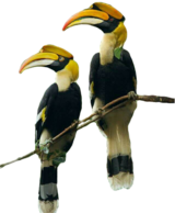 Hornbills.png