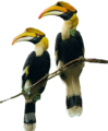 Hornbills.png