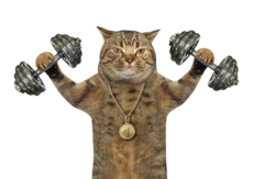 Powercat.png