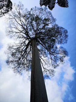 Tall Tree.jpg